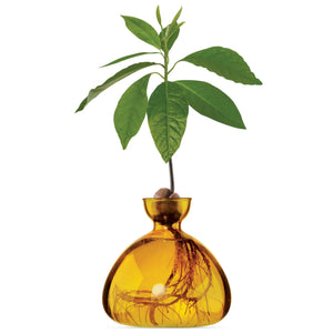 Ilex Studio Avocado Vase | Mellow Yellow