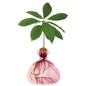 Ilex Studio Avocado Vase | Rose Pink