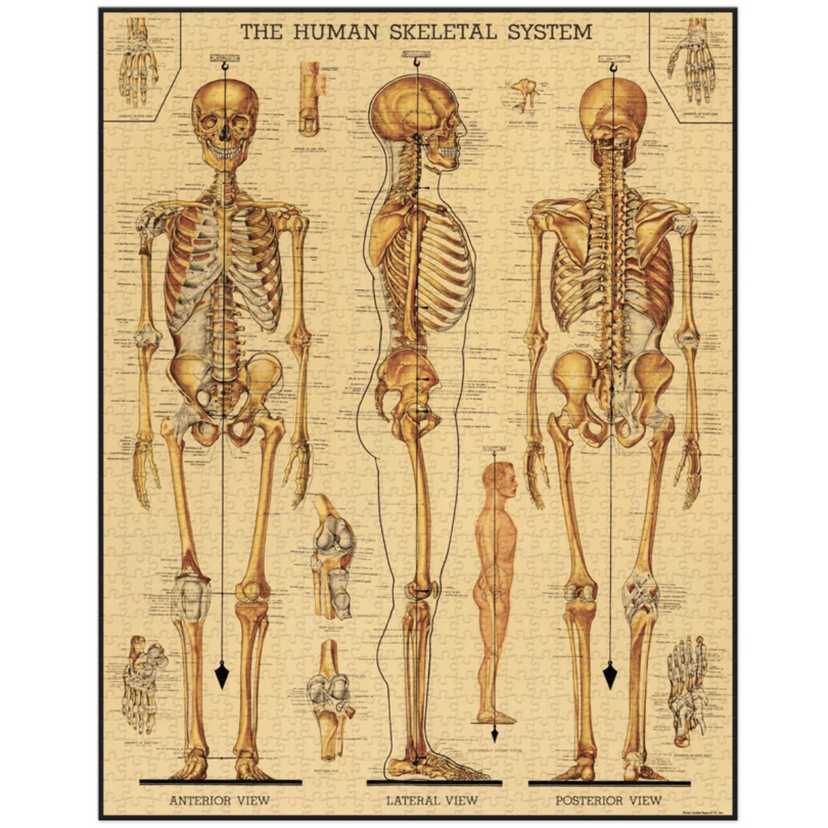 Cavallini Skeletal System 1000pc Jigsaw Puzzle