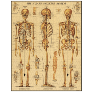 Cavallini Skeletal System 1000pc Jigsaw Puzzle