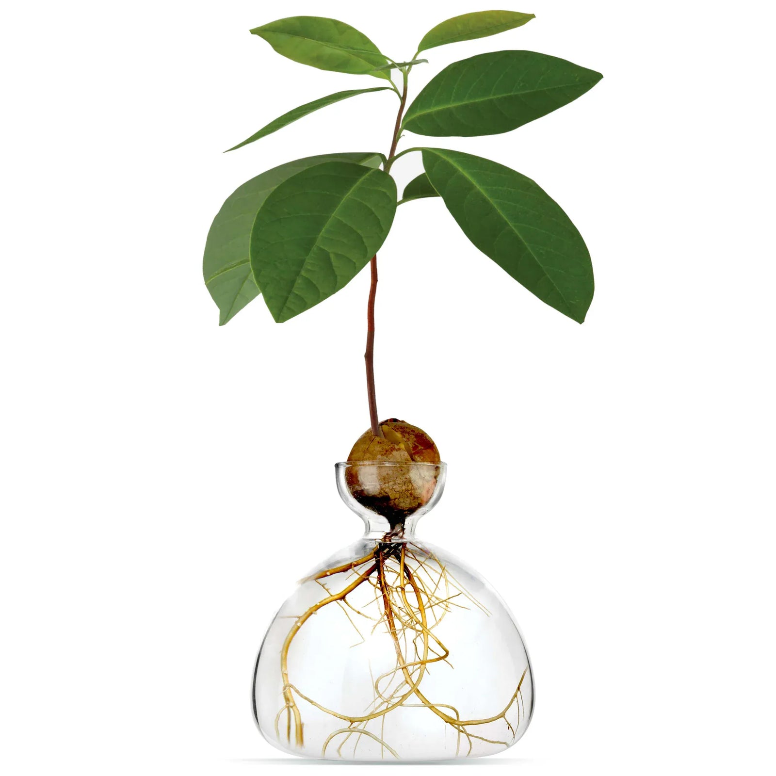 Ilex Studio Avocado Vase | Clear