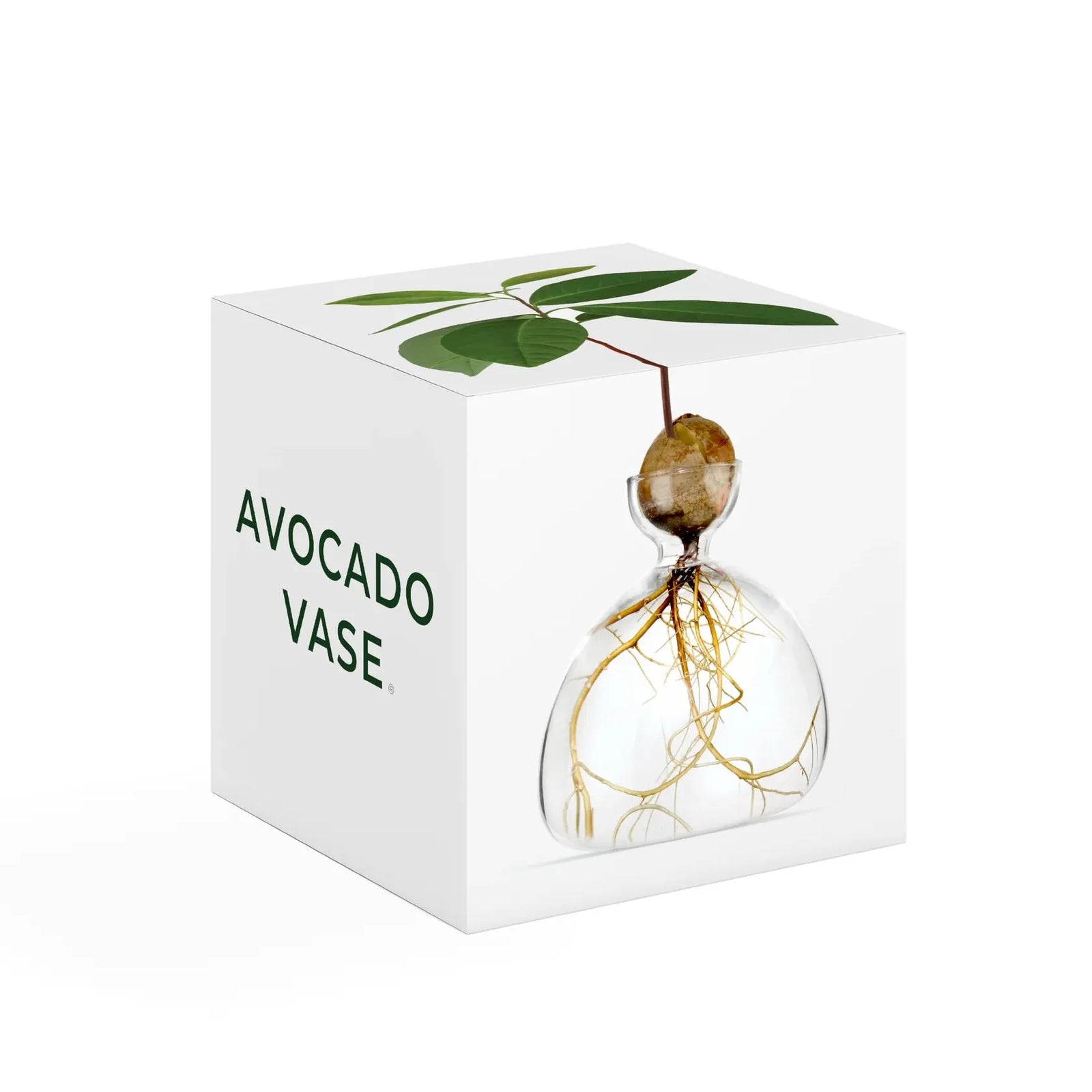 Ilex Studio Avocado Vase | Clear