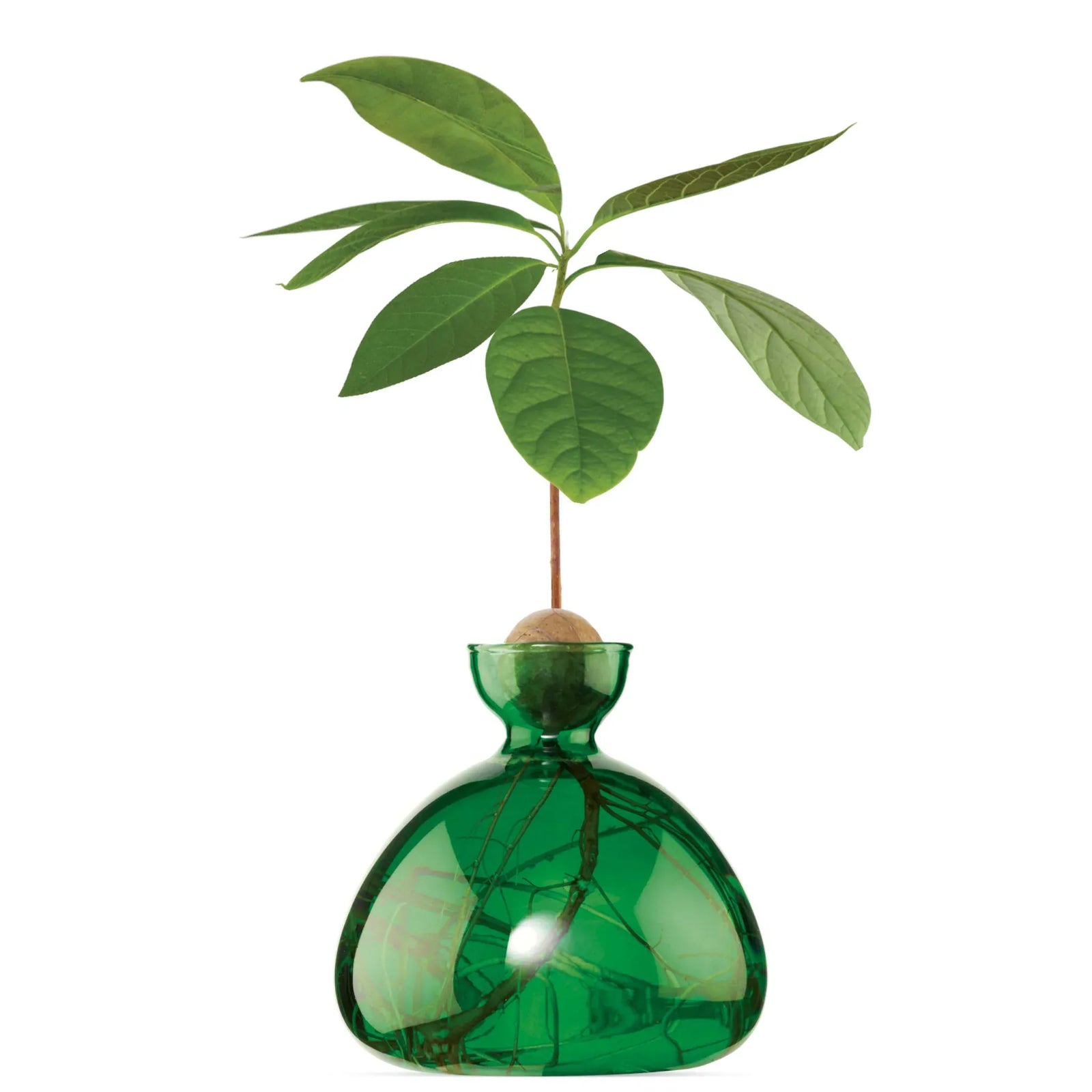 Ilex Studio Avocado Vase | Emerald Green