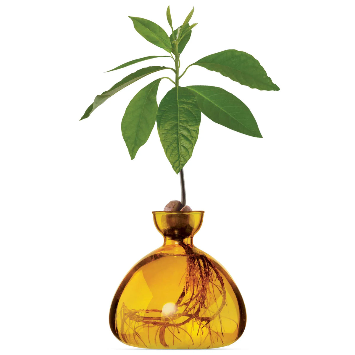Ilex Studio Avocado Vase | Mellow Yellow