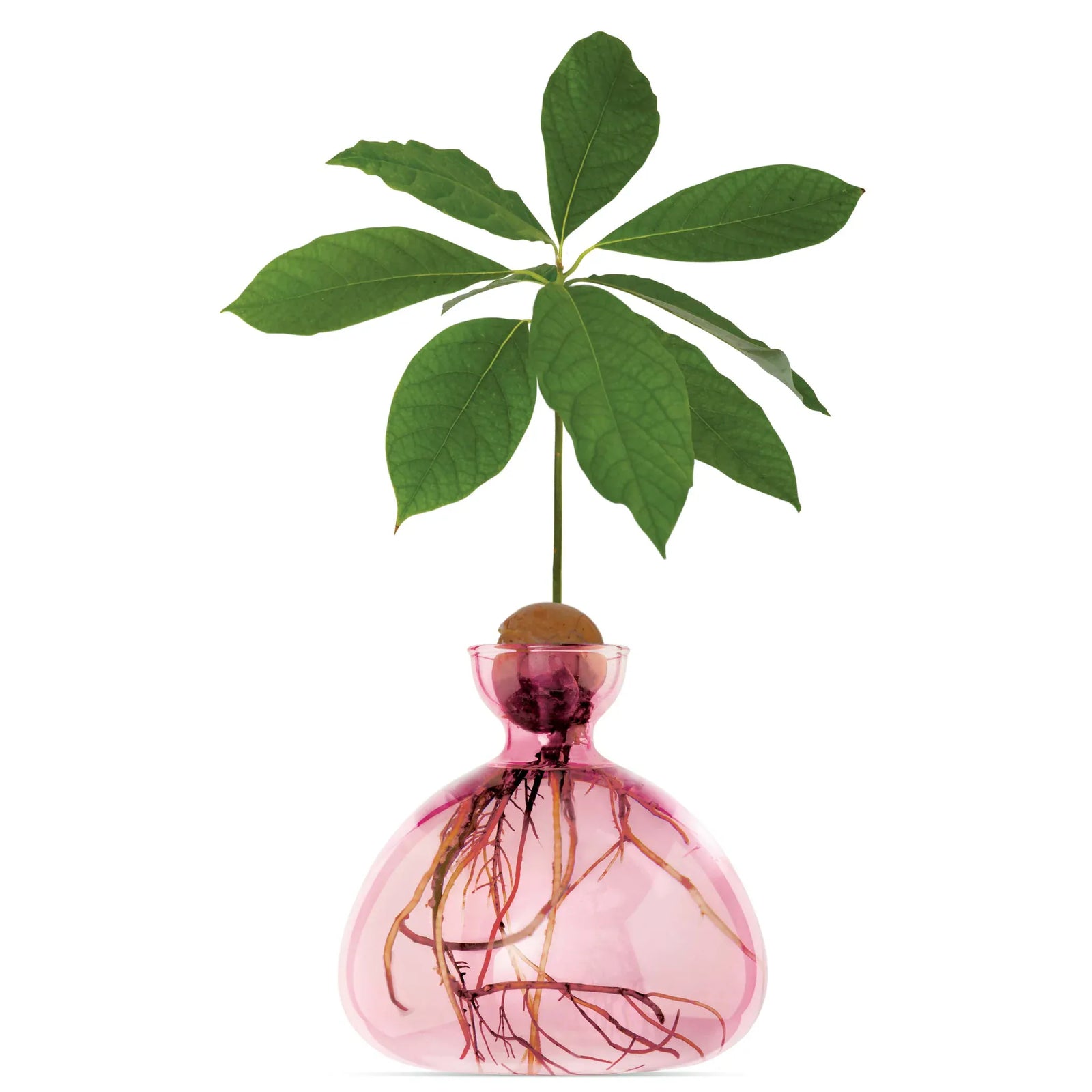 Ilex Studio Avocado Vase | Rose Pink