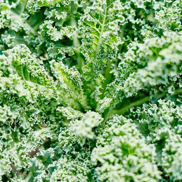 Little Veggie Patch Kale Heirloom Seeds