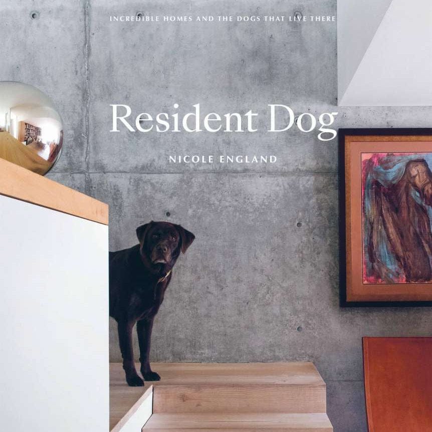 Sunday Merchant Resident Dog | Nicole England